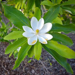 Load image into Gallery viewer, Magnolia, Sweet Bay #7