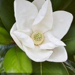 Load image into Gallery viewer, Magnolia, Teddy Bear #15