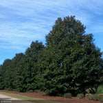 Load image into Gallery viewer, Magnolia, Teddy Bear #15