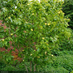 Load image into Gallery viewer, Magnolia, Yellow Bird #5