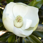 Load image into Gallery viewer, Magnolia, Little Gem #25
