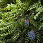Load image into Gallery viewer, Mahonia, Leatherleaf #3