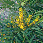Load image into Gallery viewer, Mahonia, Soft Caress #3
