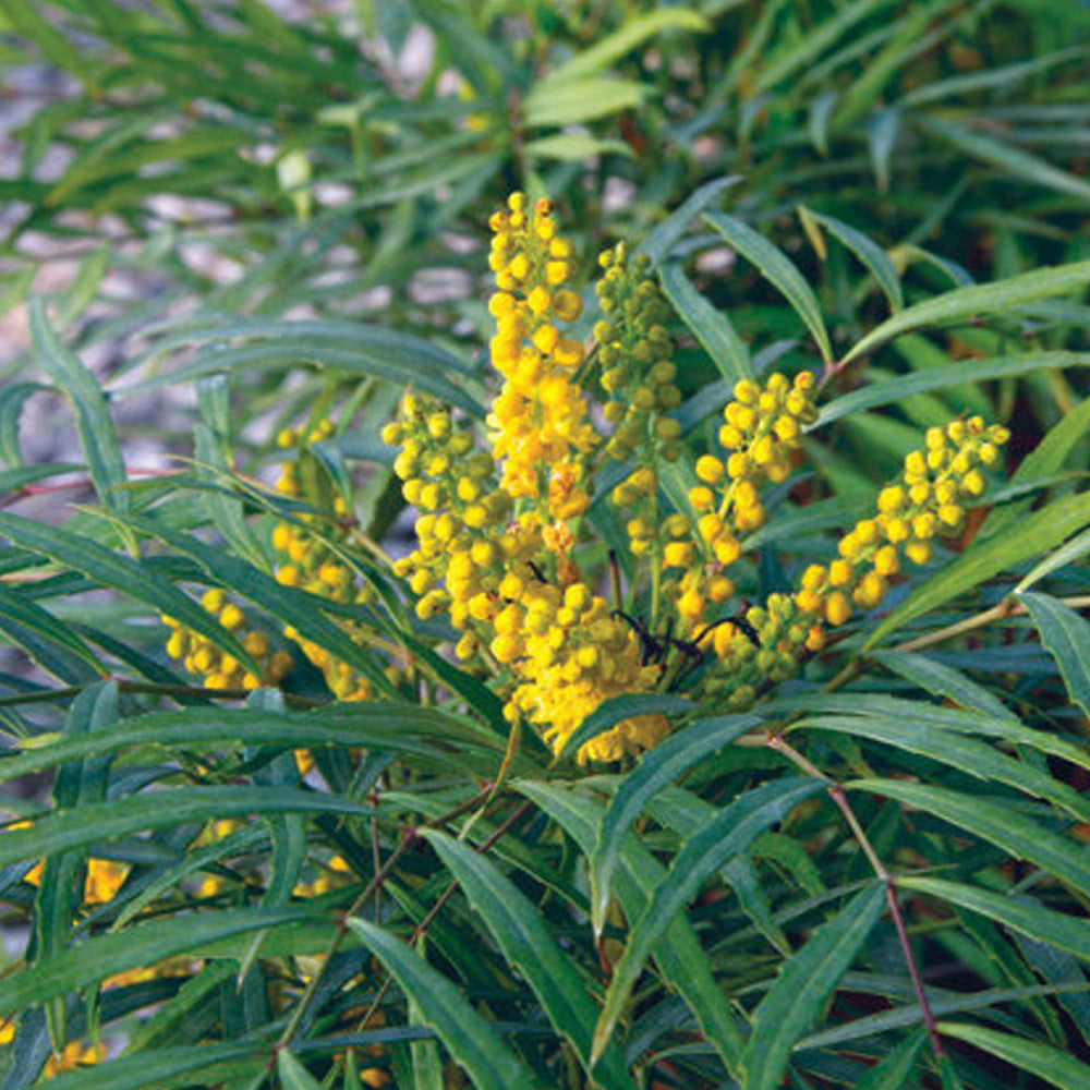Mahonia, Soft Caress #3