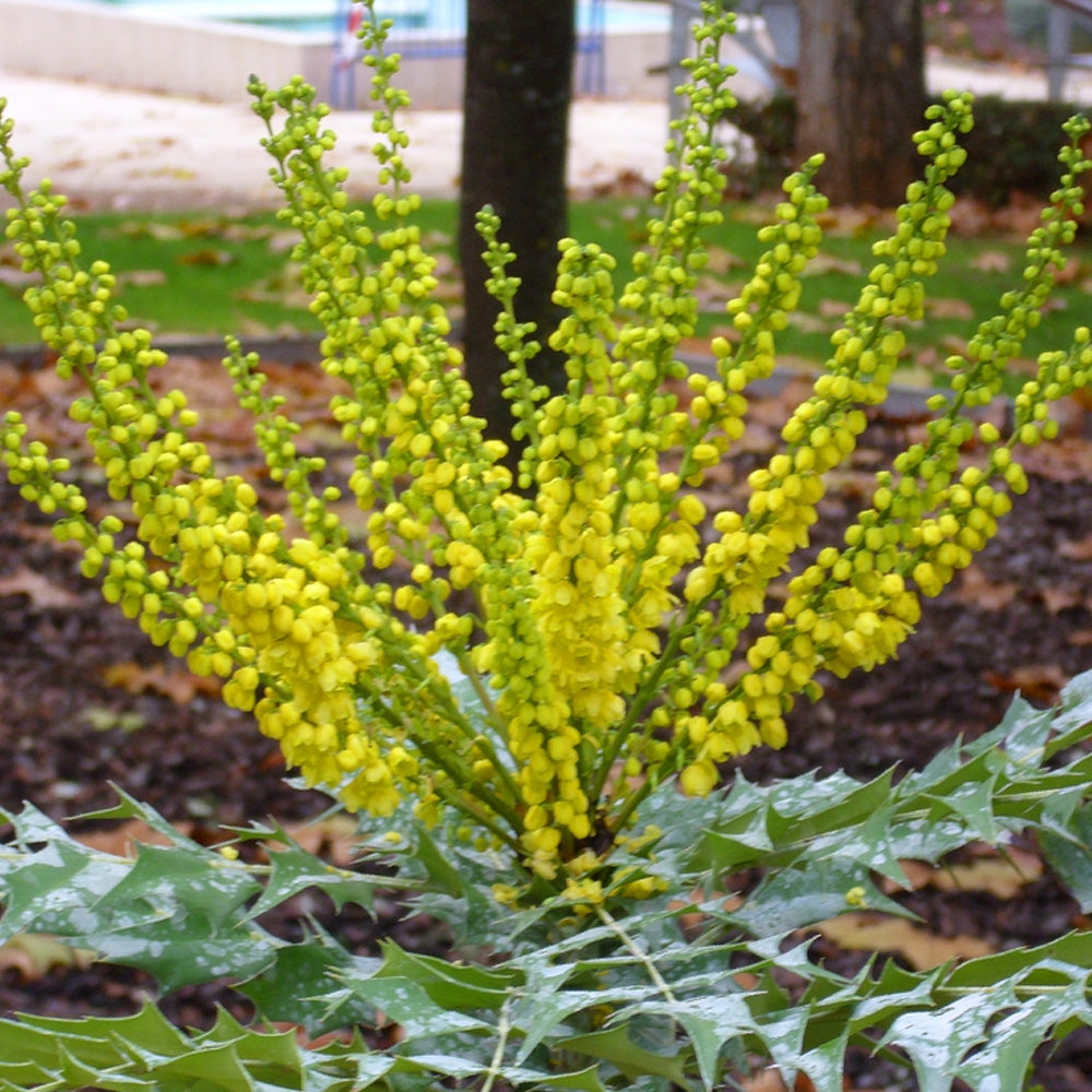 Mahonia Media 'Winter Sun' - Arbuste Persistant à Floraison Hivernale Jaune, Hauteur 250 Cm, Baies Bleues Décoratives - 3