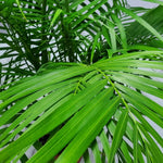 Load image into Gallery viewer, Trop, Majesty Palm 10" Pot
