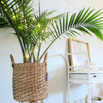Load image into Gallery viewer, Trop, Majesty Palm 10" Pot