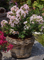 Load image into Gallery viewer, Crape Myrtle, Mighty Myrtle Babe #3
