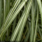 Load image into Gallery viewer, Miscanthus Grass, Adagio #1