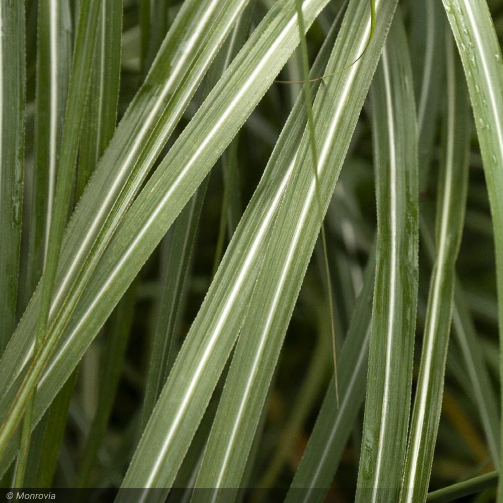 Miscanthus Grass, Adagio #1