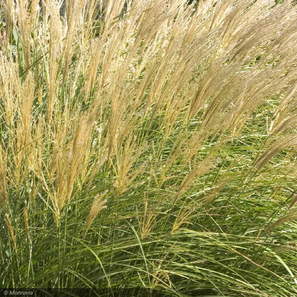 Miscanthus Grass, Adagio #1
