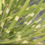 Load image into Gallery viewer, Miscanthus Grass, Little Zebra #3