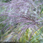 Load image into Gallery viewer, Miscanthus Grass, Little Zebra #3