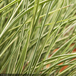 Load image into Gallery viewer, Miscanthus Grass, Morning Lights #3