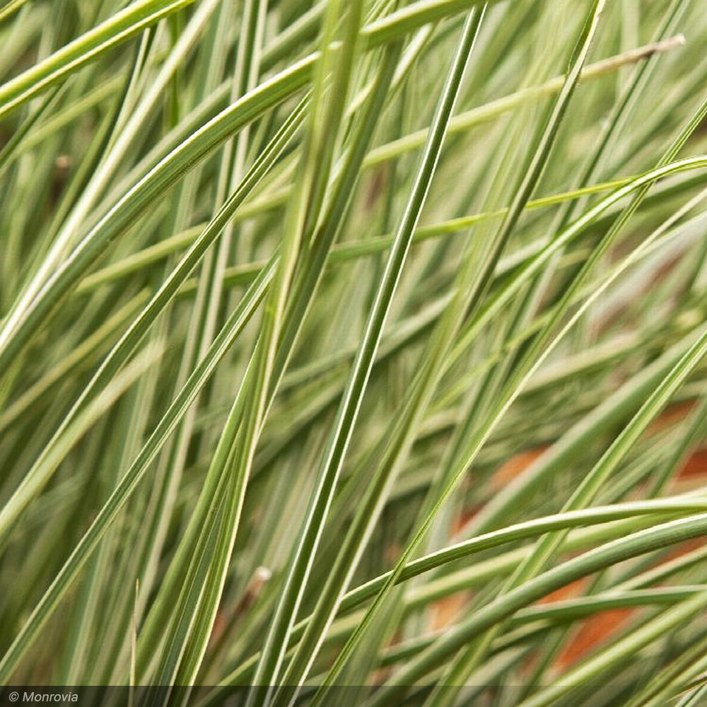 Miscanthus Grass, Morning Lights #3