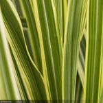 Load image into Gallery viewer, Miscanthus Grass, Variegatus #3