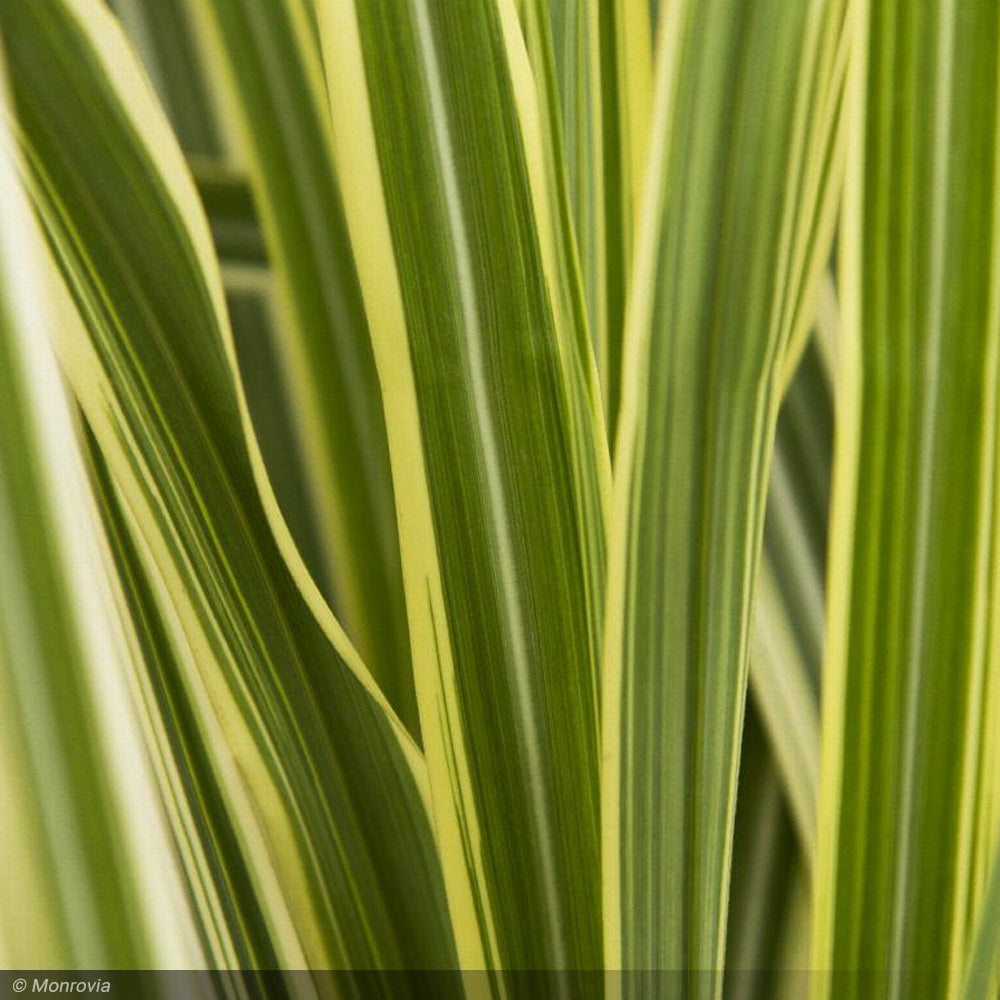 Miscanthus Grass, Variegatus #3