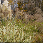 Load image into Gallery viewer, Miscanthus Grass, Variegatus #3