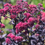 Load image into Gallery viewer, Sedum, Mohave Jewels Ruby #1