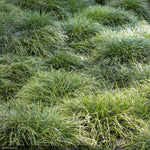 Load image into Gallery viewer, Mondo Grass 4"