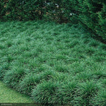 Load image into Gallery viewer, Mondo Grass 4"