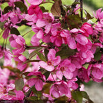 Load image into Gallery viewer, Crabapple, Prairifire #5