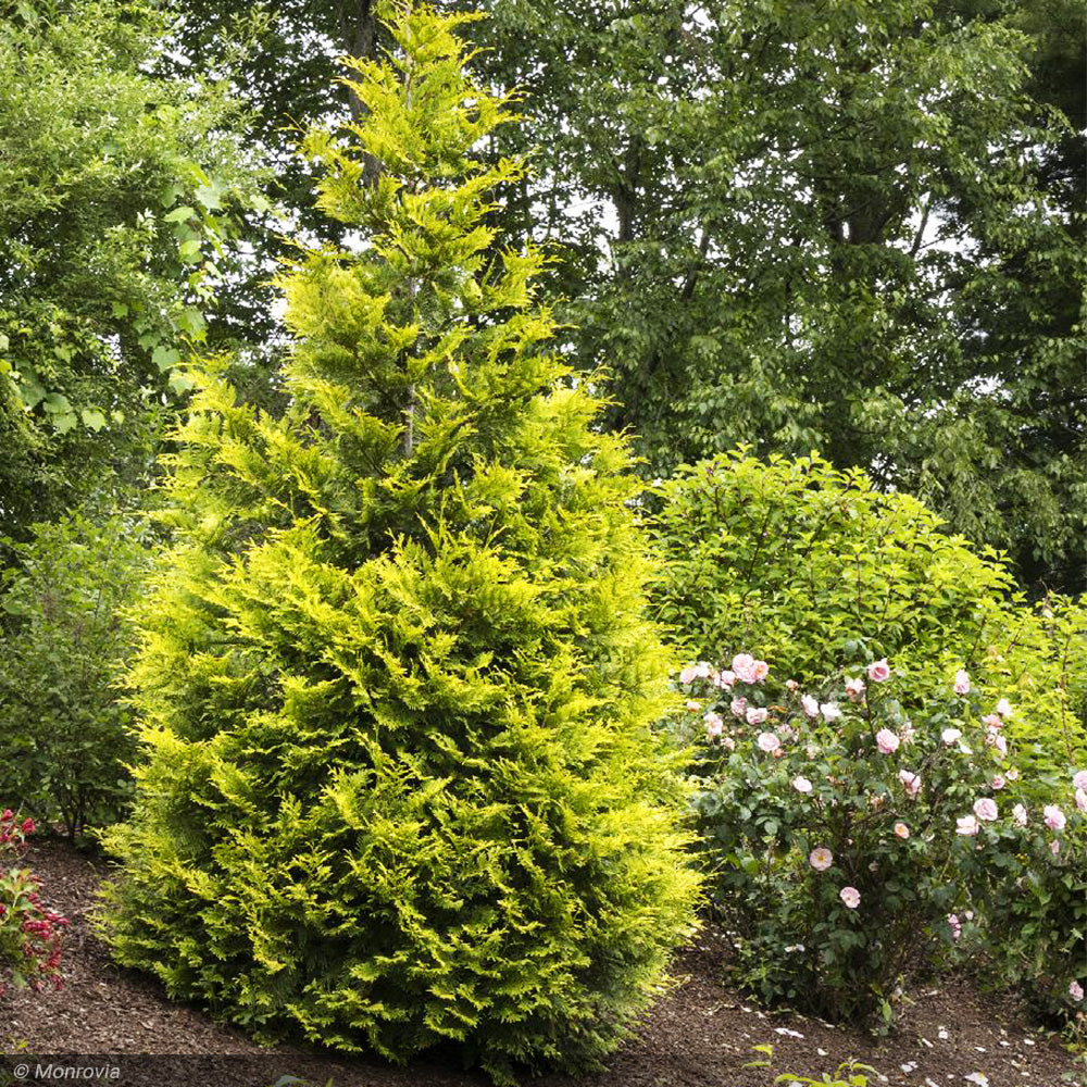 Arborvitae, Ember Waves #5