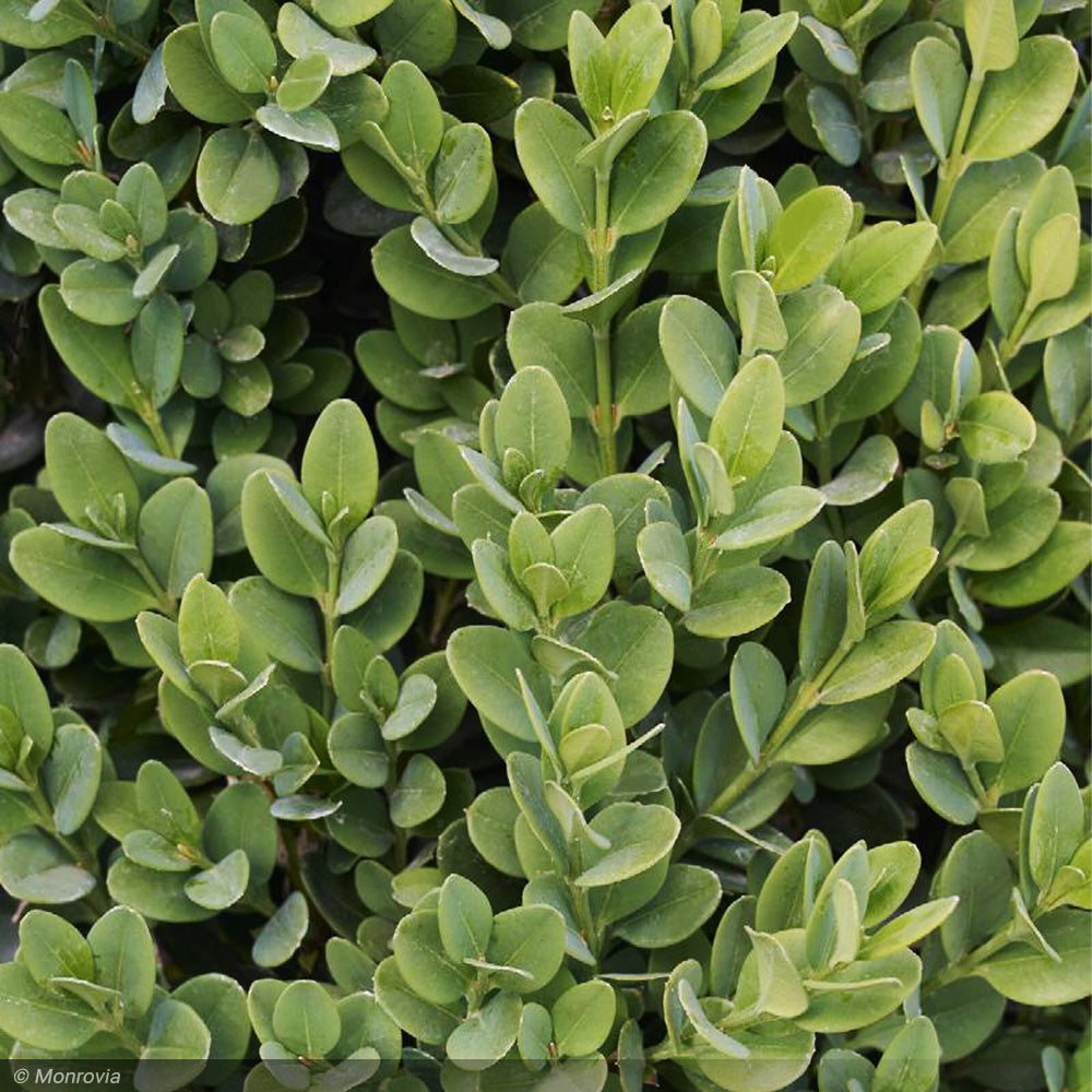 Boxwood, Green Mountain Cube #10