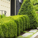 Load image into Gallery viewer, Boxwood, Green Mountain Cube #10