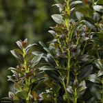 Load image into Gallery viewer, Holly, Ruby Colonnade #5