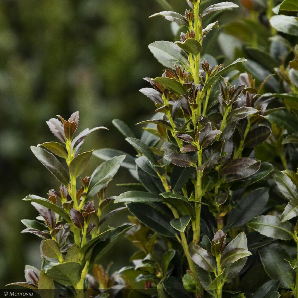 Holly, Ruby Colonnade #5