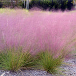 Load image into Gallery viewer, Muhly Grass, Pink #1