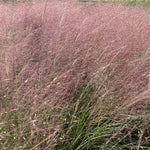 Load image into Gallery viewer, Muhly Grass, Undaunted #3
