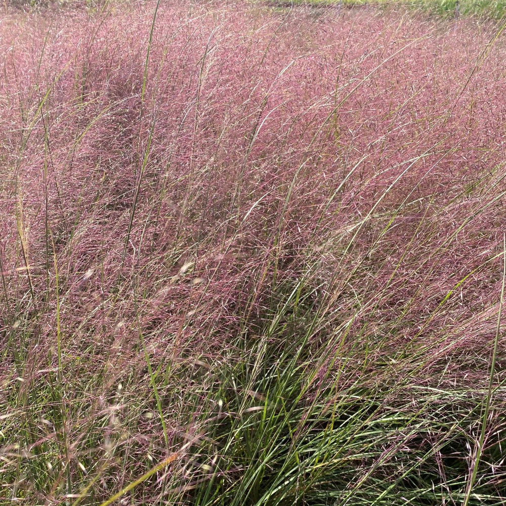 Muhly Grass, Undaunted #3