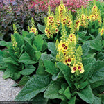 Load image into Gallery viewer, Mullein, Dark Eyes #1