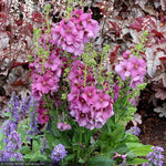 Load image into Gallery viewer, Mullein, Plum Smokey #1