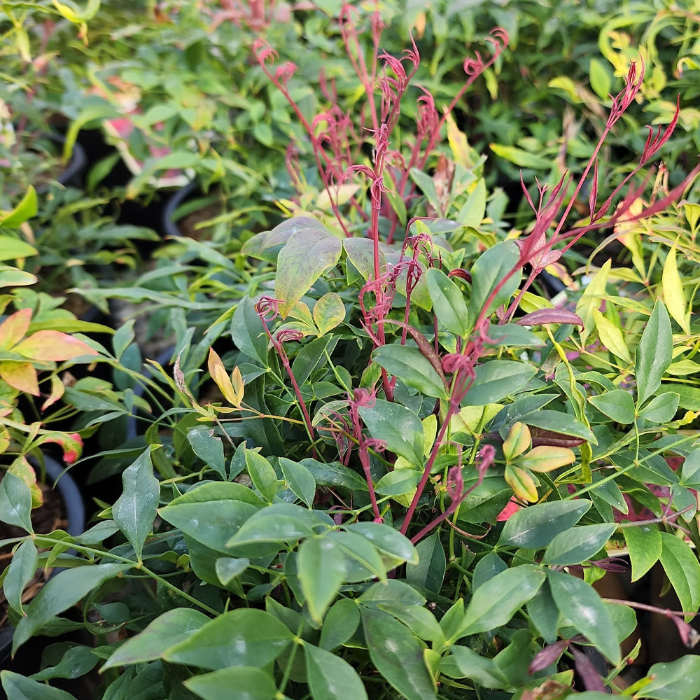 Nandina, Bonfire #3