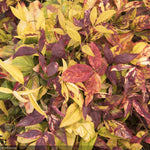 Load image into Gallery viewer, Nandina, Fire Power #3