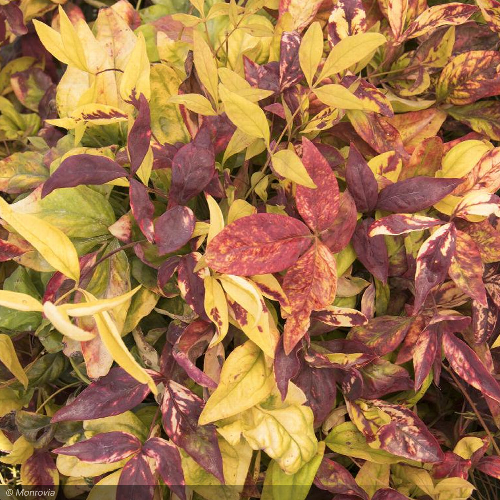 Nandina, Fire Power #3
