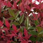 Load image into Gallery viewer, Nandina, Flirt #3