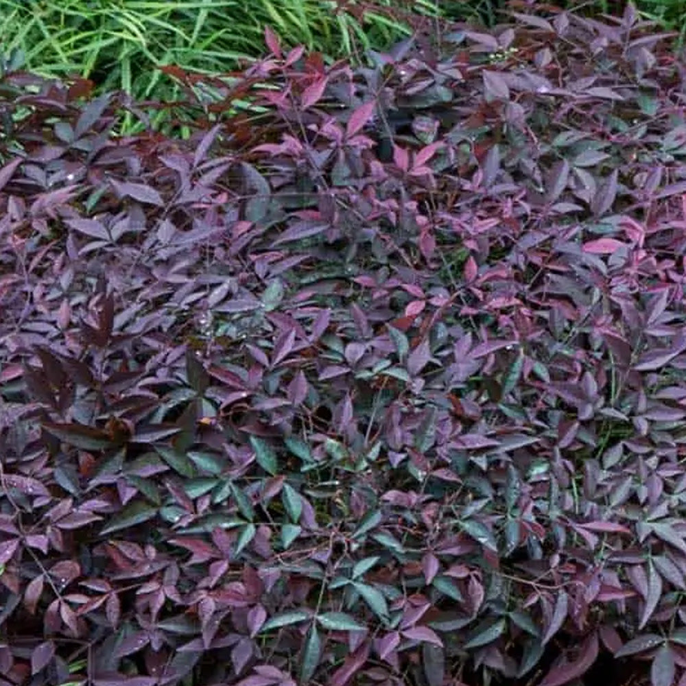Nandina, Flirt #3 – Greenwood Creek Nursery