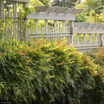 Load image into Gallery viewer, Nandina, Gulf Stream #3
