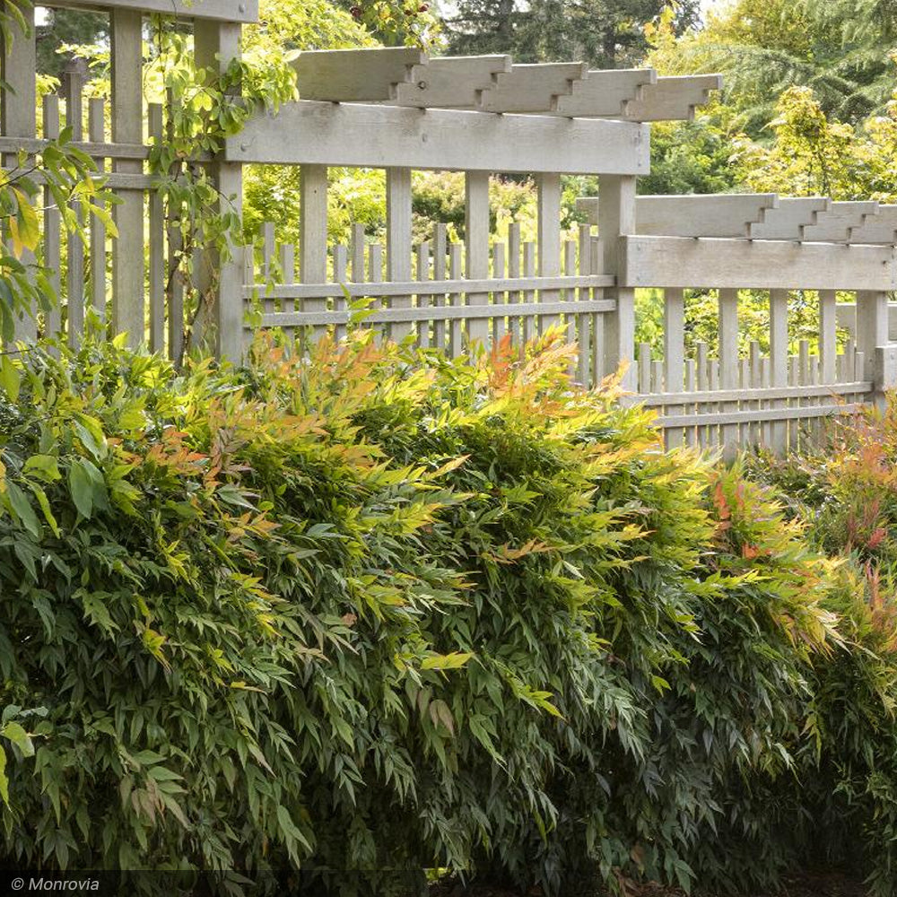 Nandina, Gulf Stream #3