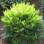 Load image into Gallery viewer, Nandina, Lemon Lime #3