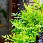 Load image into Gallery viewer, Nandina, Lemon Lime #3