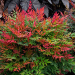 Load image into Gallery viewer, Nandina, Obsession #3