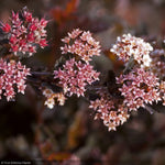 Load image into Gallery viewer, Ninebark, Little Devil #3