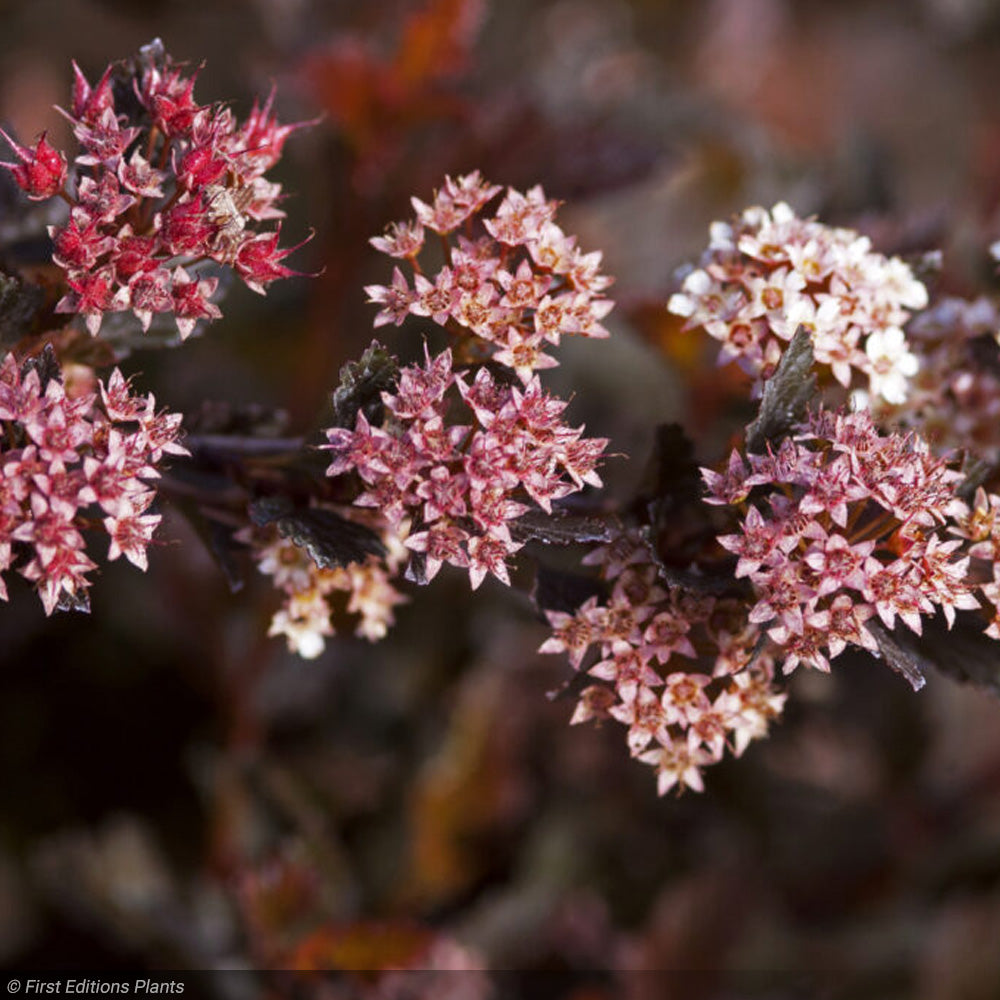 Ninebark, Little Devil #3 – Greenwood Creek Nursery Ninebark, Little Devil #3 – Greenwood Creek Nursery