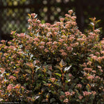 Load image into Gallery viewer, Ninebark, Little Devil #3