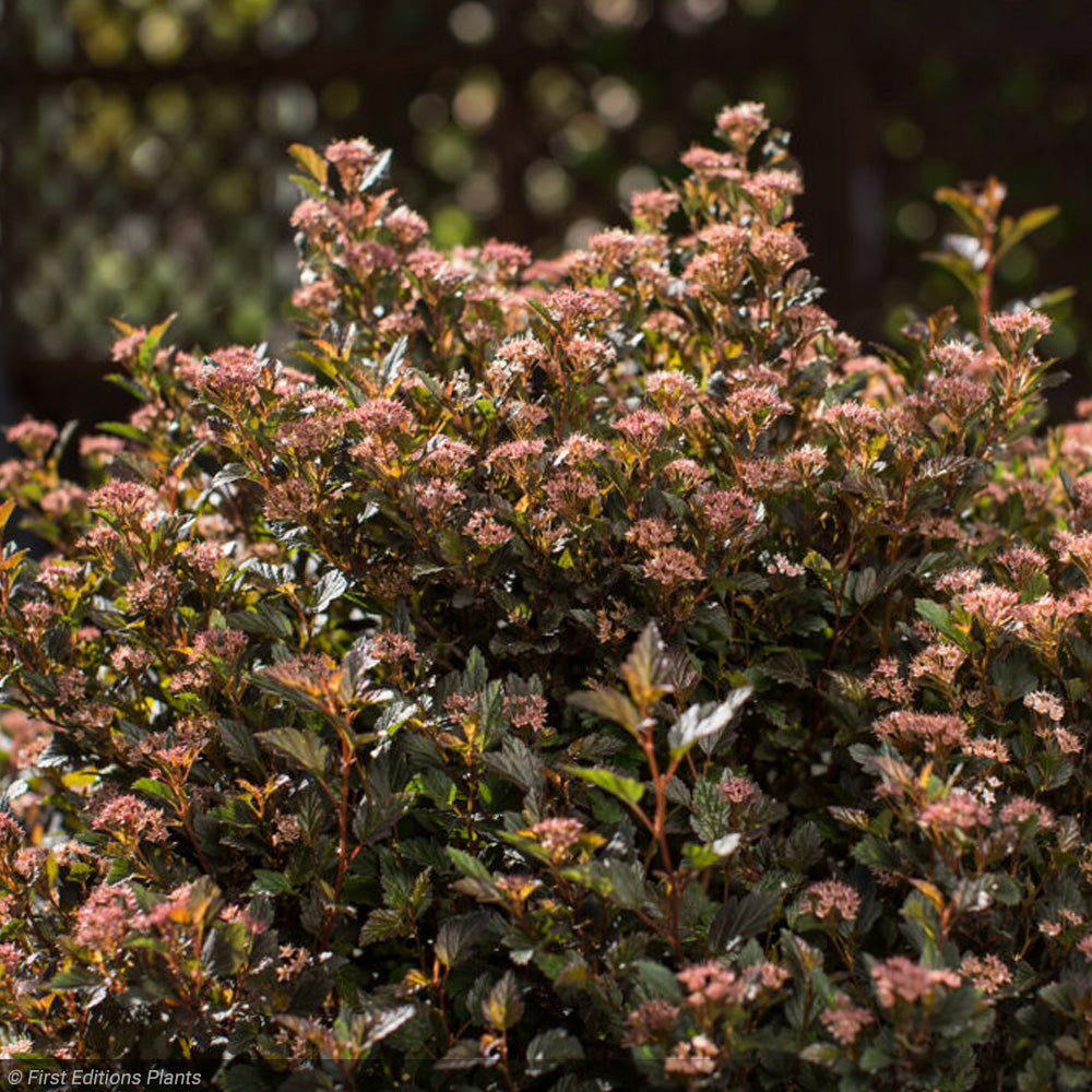 Ninebark, Little Devil #3 – Greenwood Creek Nursery
